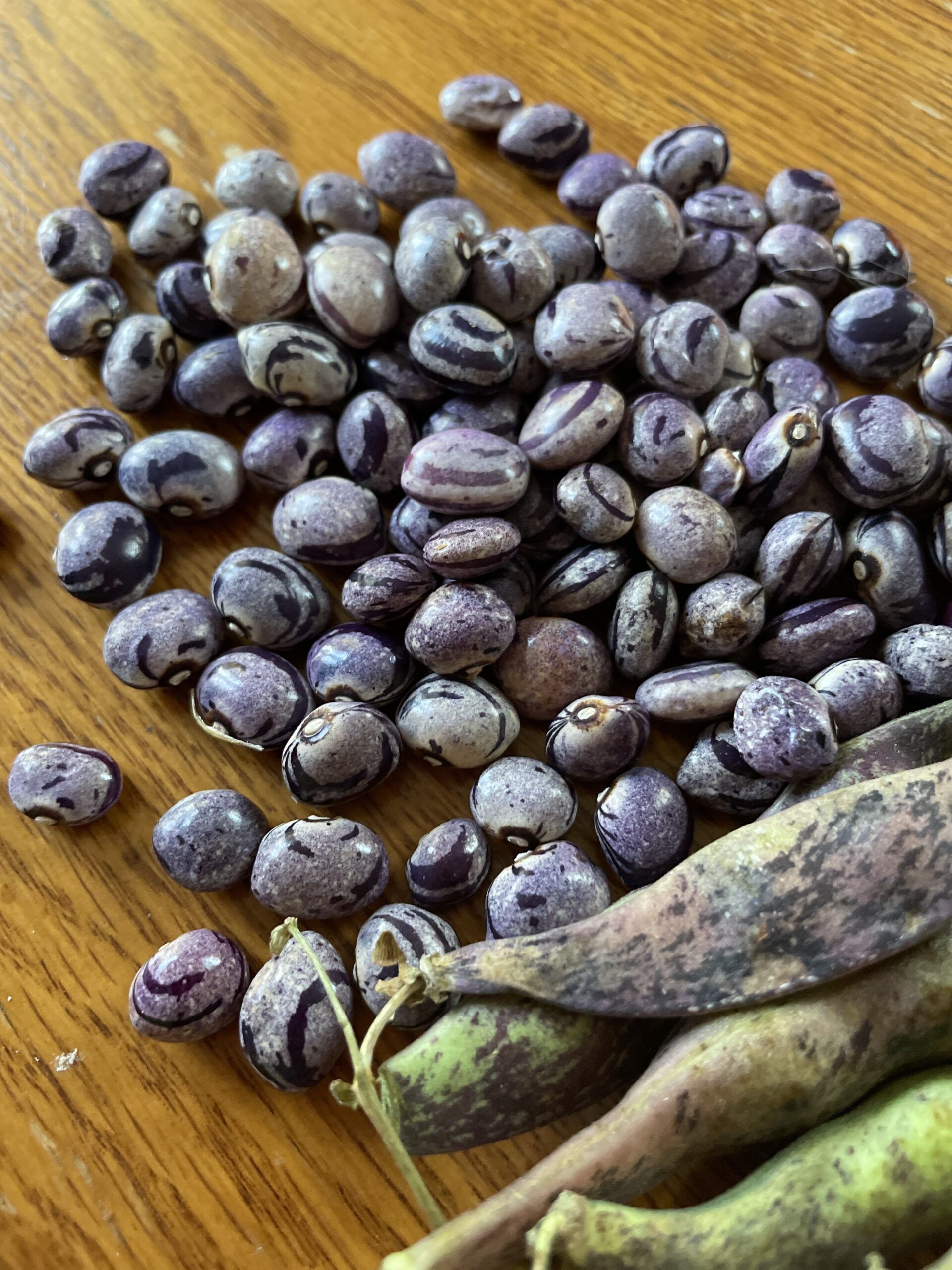 A Playscape Plant: Cranberry Fliederfarben Pole Bean