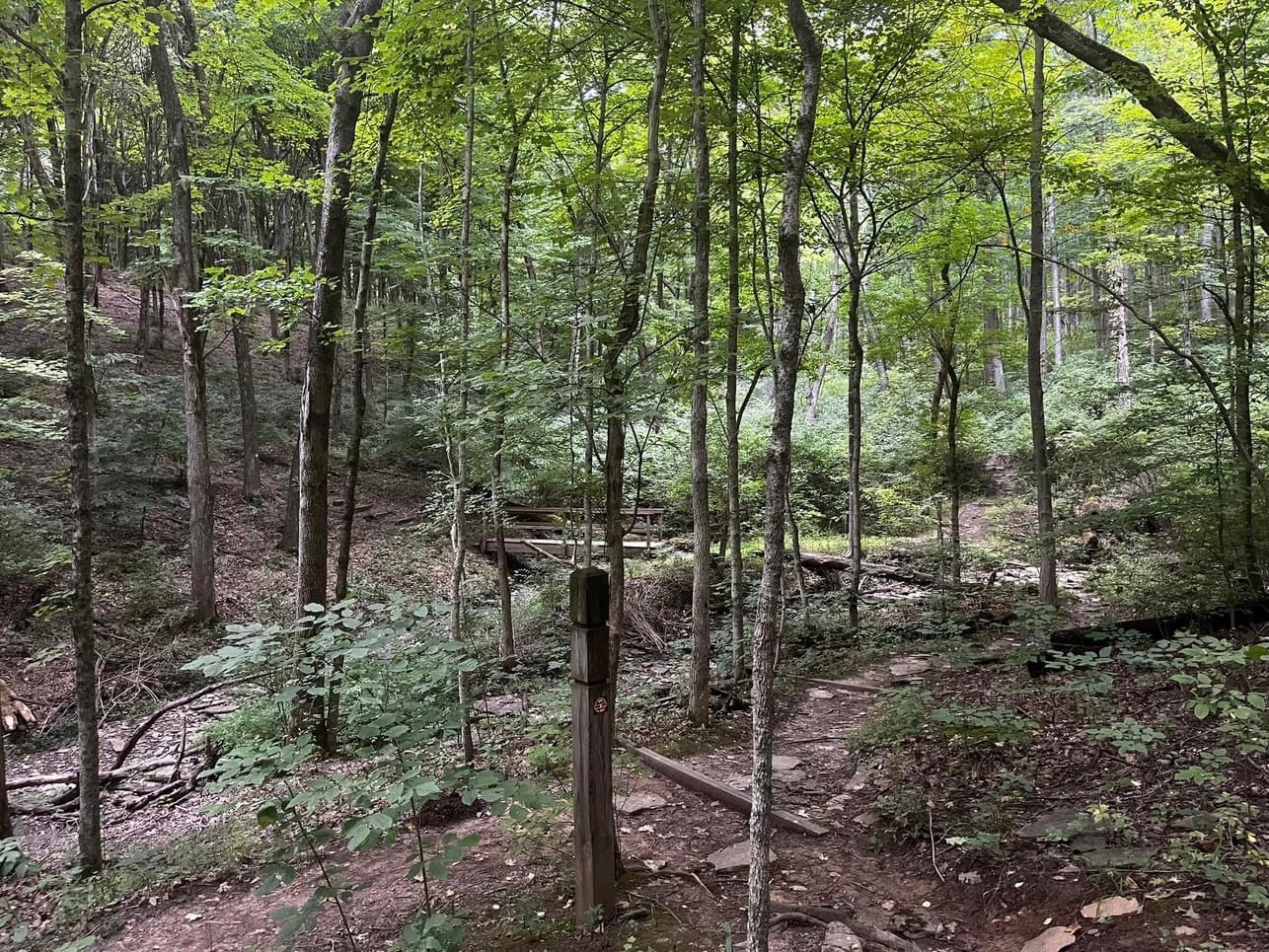 Mt. Airy Forest: Stone Steps 5-Mile Loop