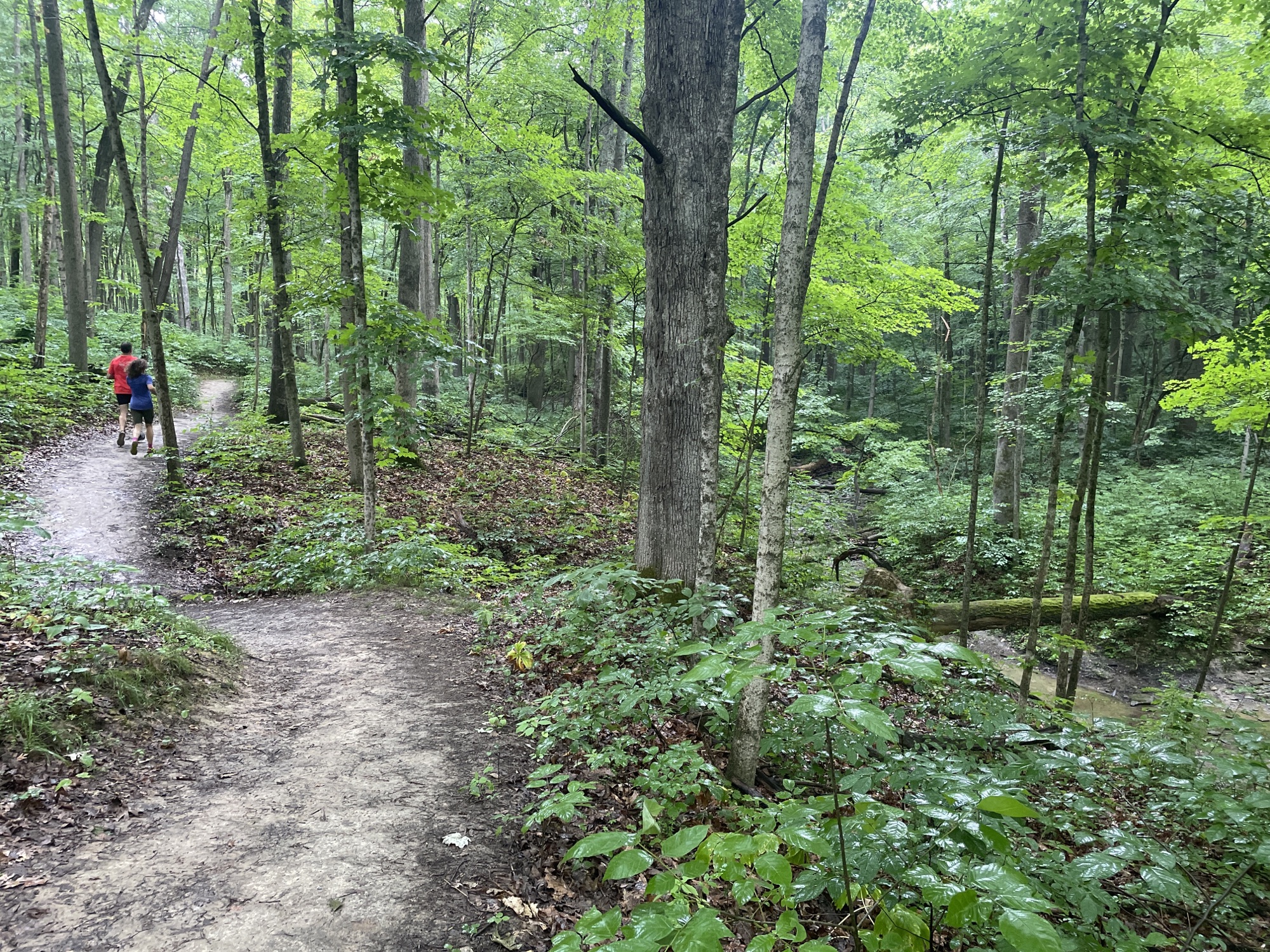 Miami Whitewater Forest: 4.5 Mile Trail Run