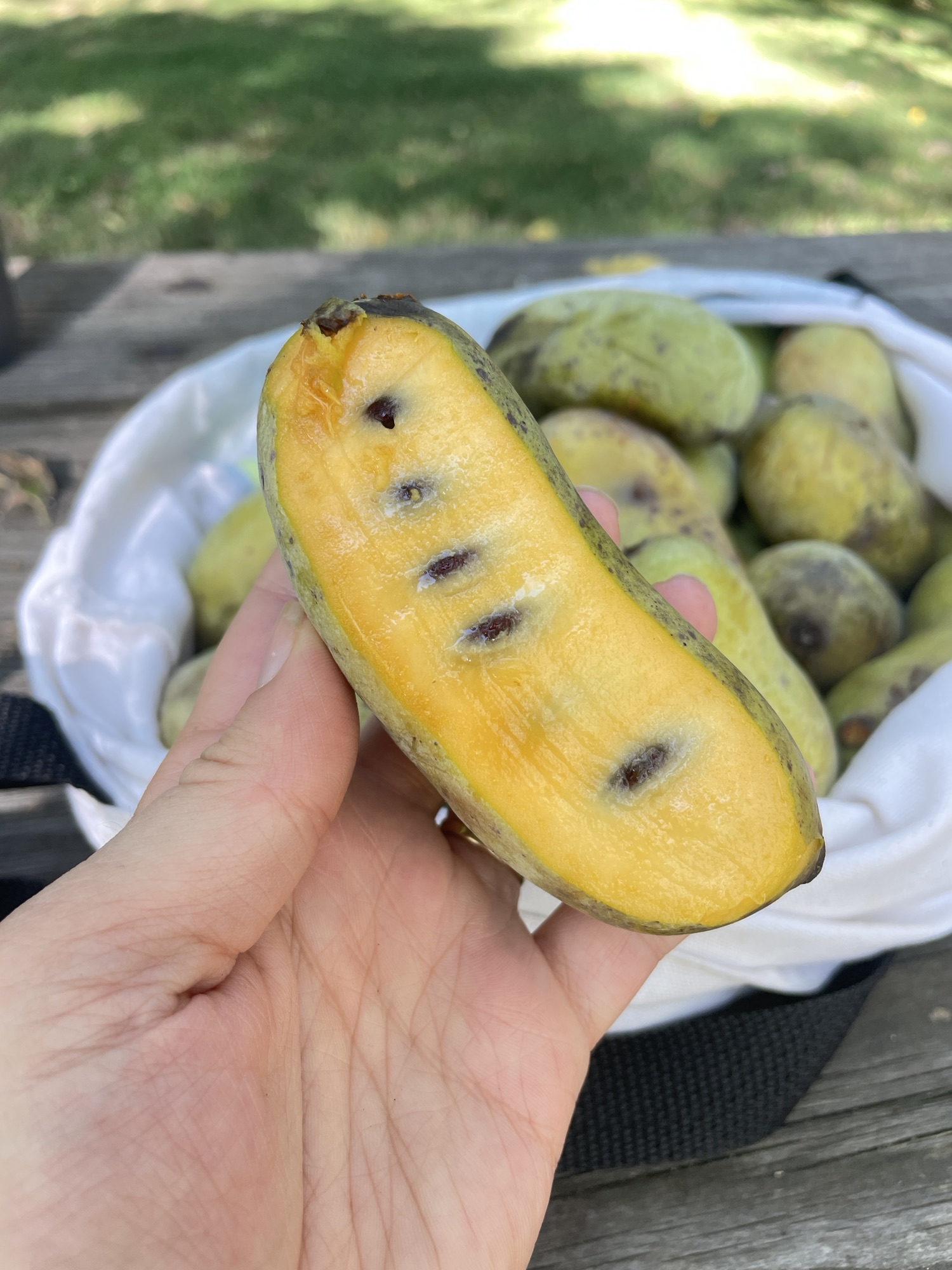 How to Find Pawpaw Fruit in Ohio