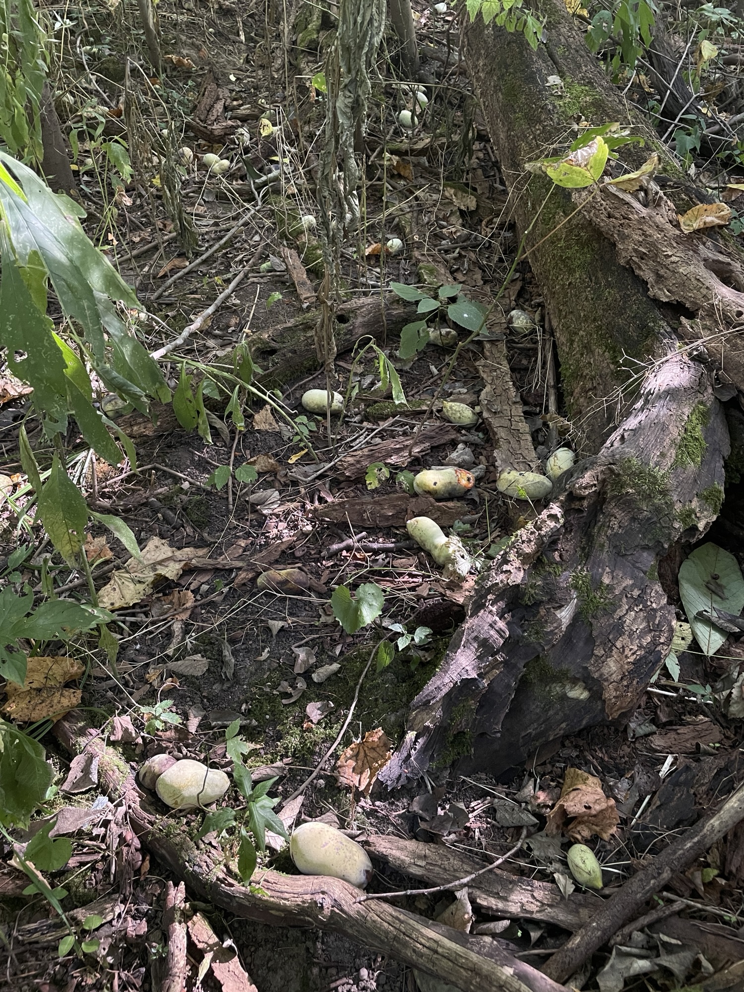 8 Tips on Foraging for Paw Paw Fruit